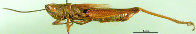 CollectionObject 1501470; 301bb3a9-0640-4d5d-8fae-a0600b591a20, DORSA BA000390S01: male, lateral view (holotype of Sinhippus alini). (CollectionObject).