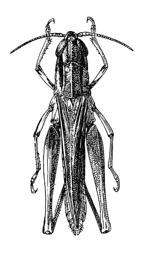 Euchorthippus albolineatus albolineatus (Lucas, 1847): Fig. 437. female, dorsal view. (Otu).