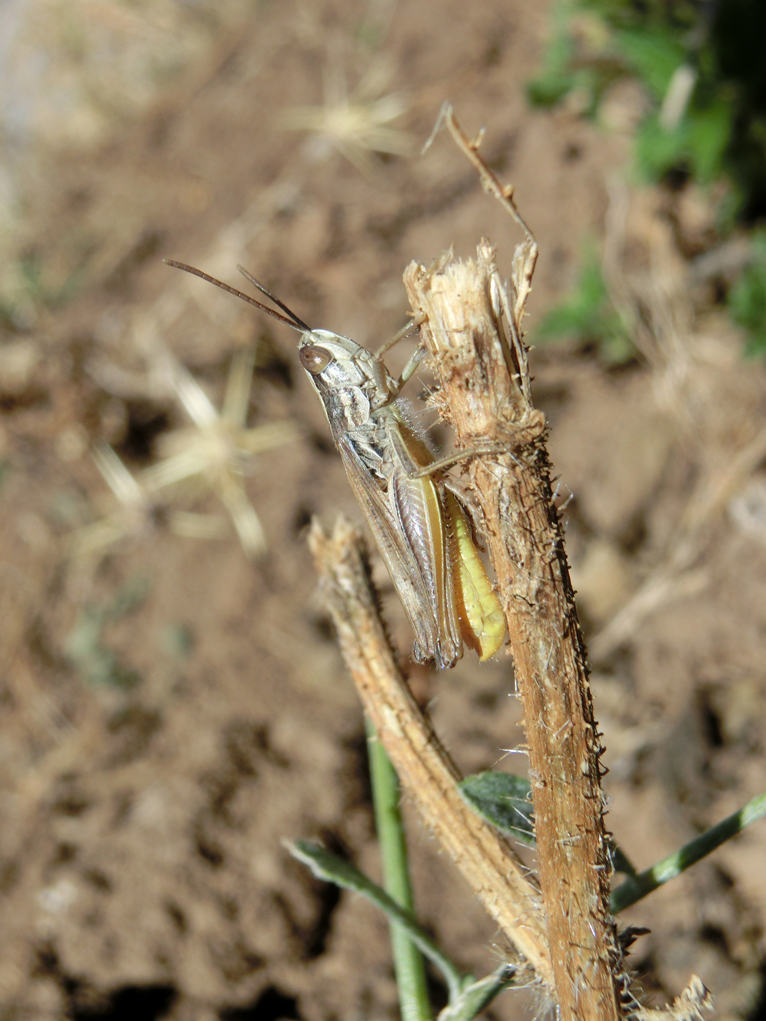 Euchorthippus albolineatus siculus Ramme, 1927: male (Sicily, Madonie Mountains, 17 July 2017). (Otu).