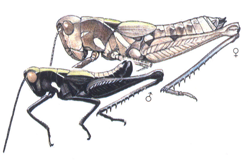 Melanotettix dibelonius Bruner, 1904: (Otu).