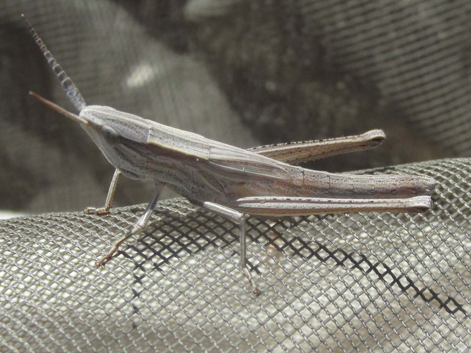Pseudopomala brachyptera (Scudder, 1862): female (Monroe Canyon, about 5 miles north of Harrison, Nebraska, 5 July 5, 2020). (Otu).