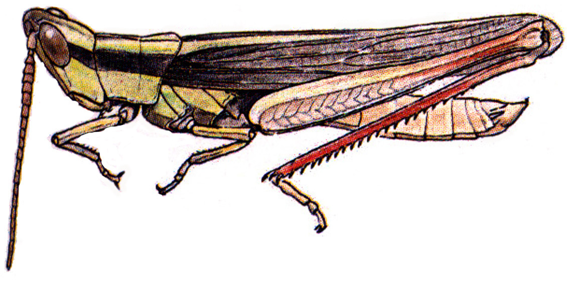 Mermiria bivittata (Serville, 1838): male habitus. (Otu).