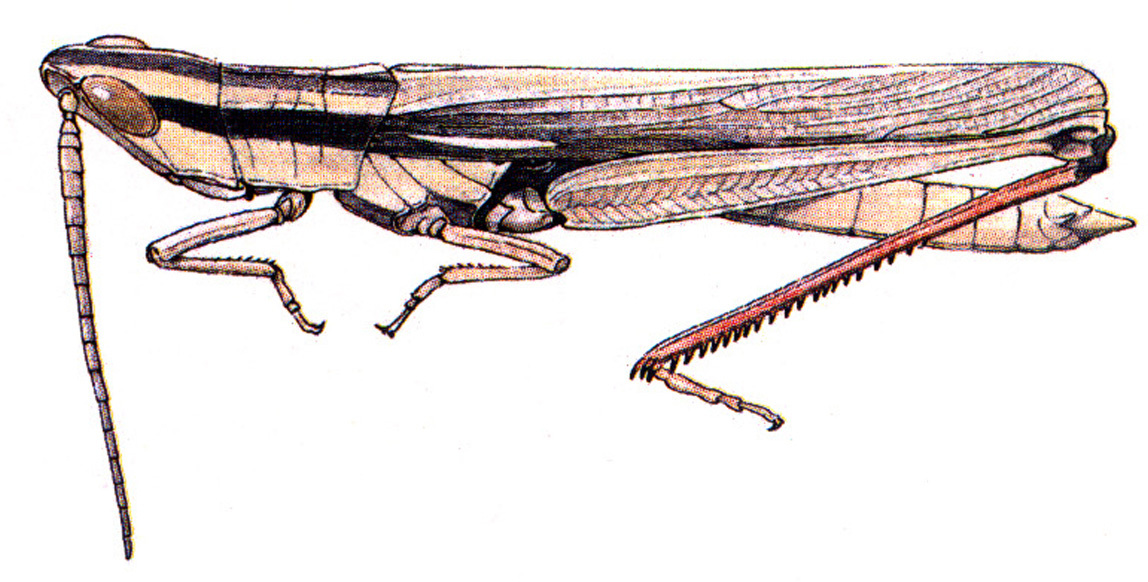 Mermiria intertexta Scudder, 1899: male habitus. (Otu).