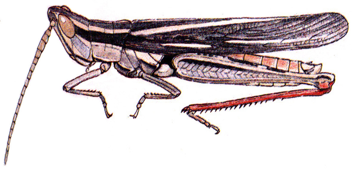 Mermiria texana Bruner, 1889: male. (Otu).