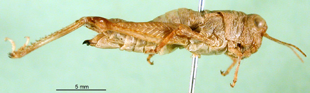 CollectionObject 1502886; 7cd07786-9c8f-43b6-9712-27636139b8e3: female, lateral view (paratype). (CollectionObject).