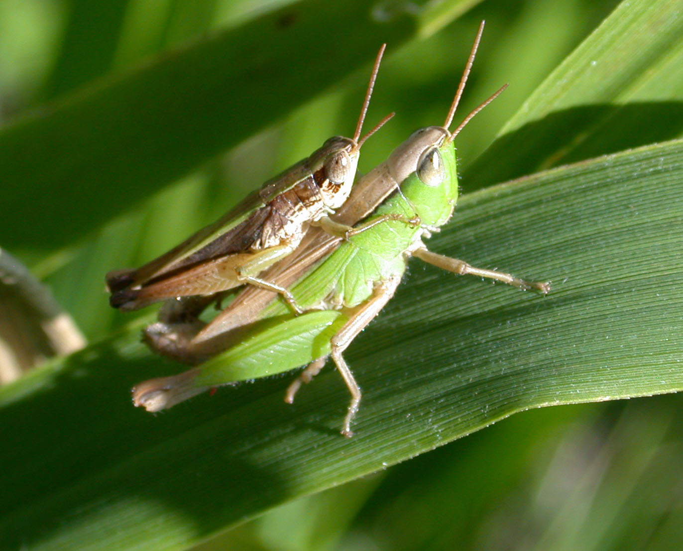 Dichromorpha australis Bruner, 1900: male and female (Misiones, Argentina, February 2012). (Otu).