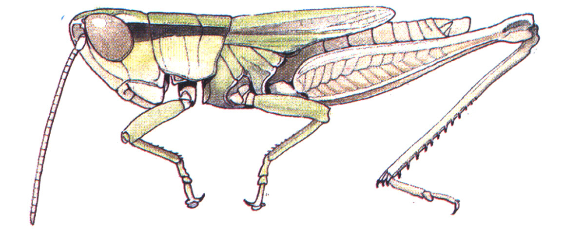 Dichromorpha elegans (Morse, 1896): male. (Otu).