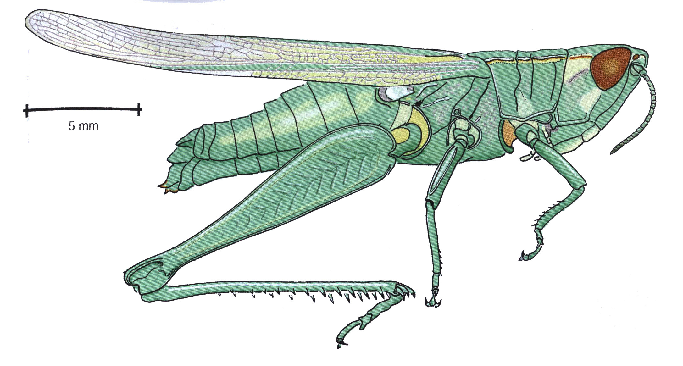 Dichromorpha prominula (Bruner, 1904): female, lateral view. (Otu).