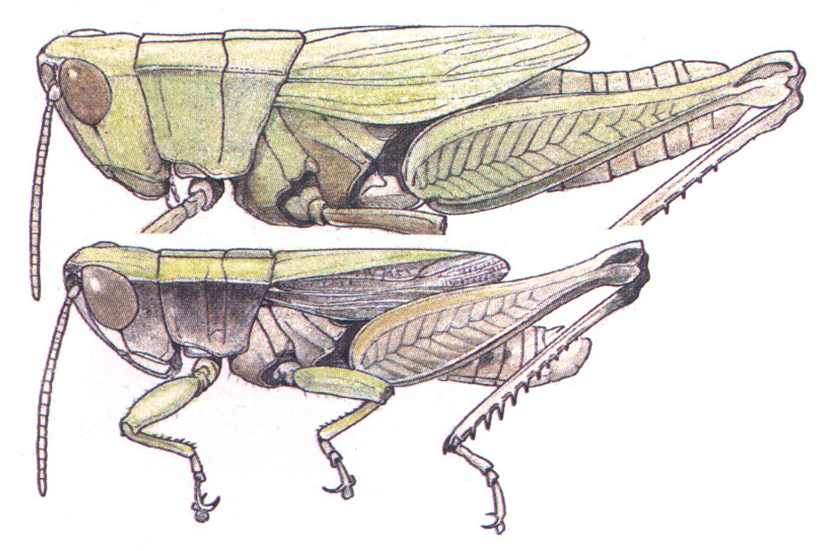 Dichromorpha viridis (Scudder, 1862): female and male, habitus. (Otu).