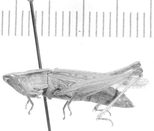 CollectionObject 1524914; 0a725a6b-aa9f-462c-98f7-209a32e145c1: female, lateral view (holotype). (CollectionObject).