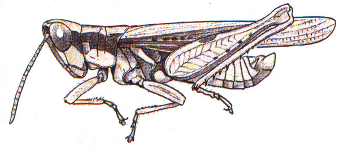 Orphulella aculeata Rehn, 1900: male. (Otu).