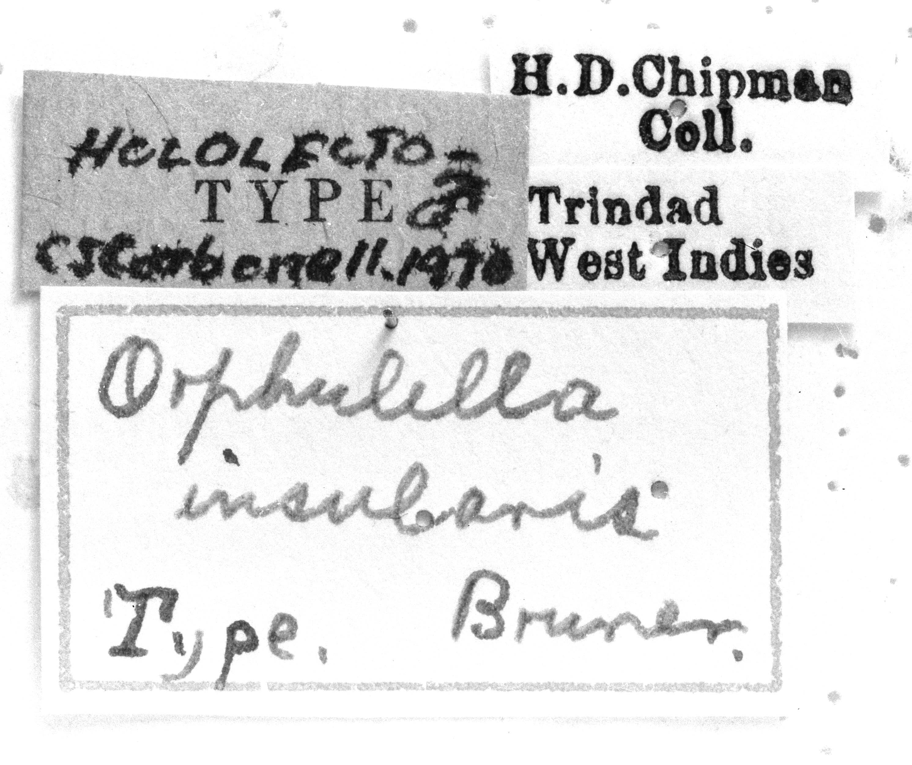 CollectionObject 1521525; 977642ee-10fb-469d-8b34-f5e514fc6840: Image Carbonell, C.S. labels (lectotype of Orphulella insularis). (CollectionObject).