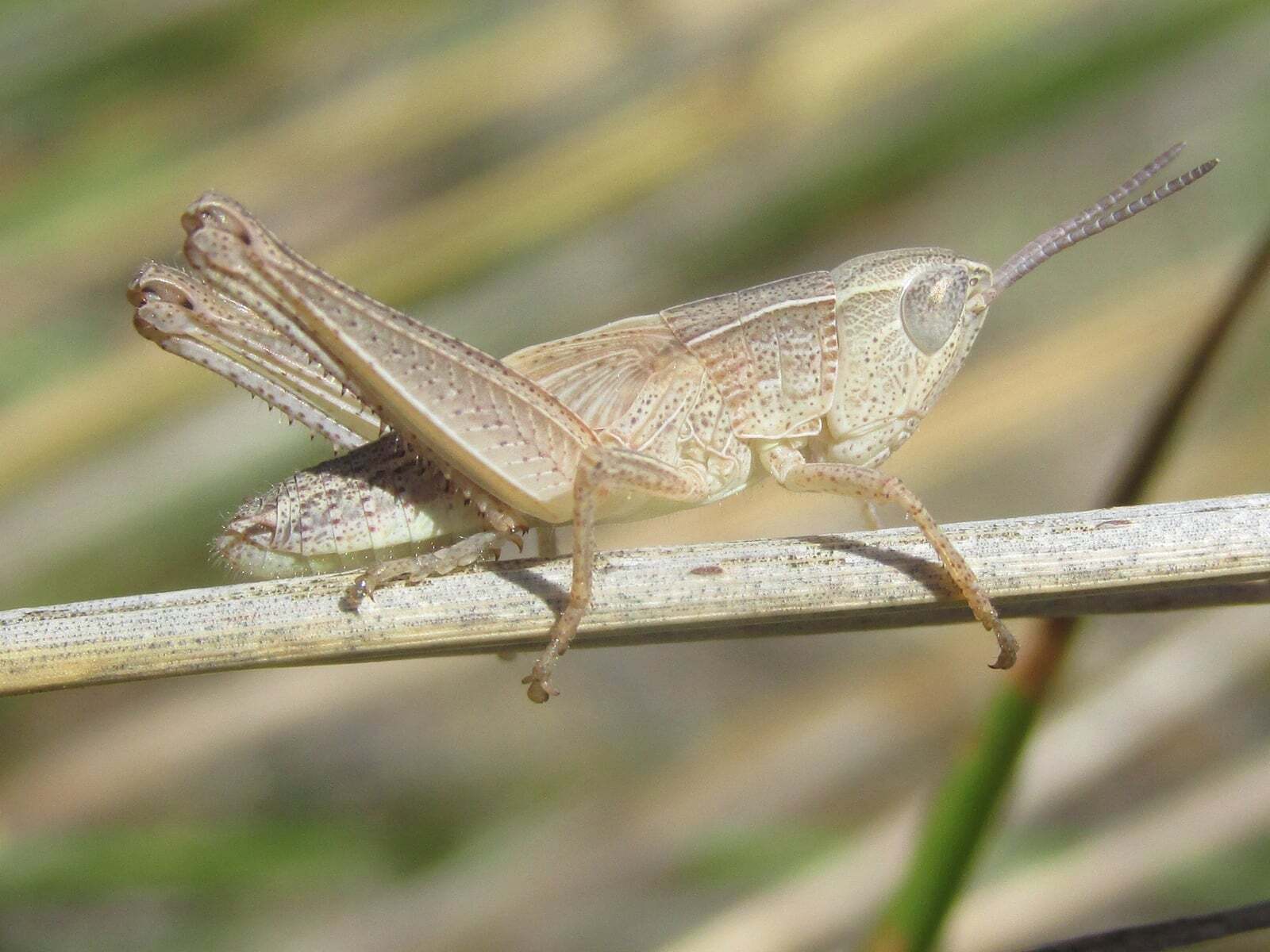 Orphulella speciosa (Scudder, 1862): nymph (Spotted Tail Road, about 5 miles south of Chadron, Nebraska, 28 June 2020). (Otu).