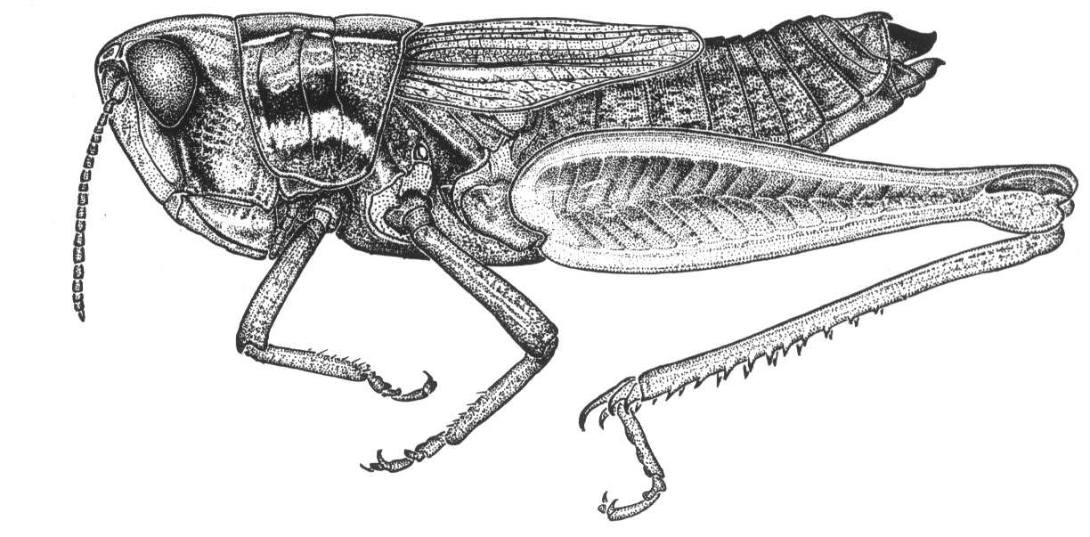 Carrascotettix montanus (Bruner, 1913): Fig. 53. female habitus. (Otu).