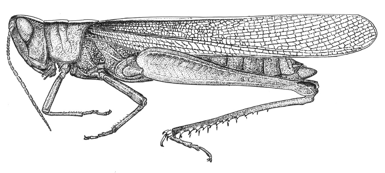 Cauratettix borellii (Giglio-Tos, 1894): Fig. 56 (specimen from Brasil, Pernambuco). male habitus. (Otu).