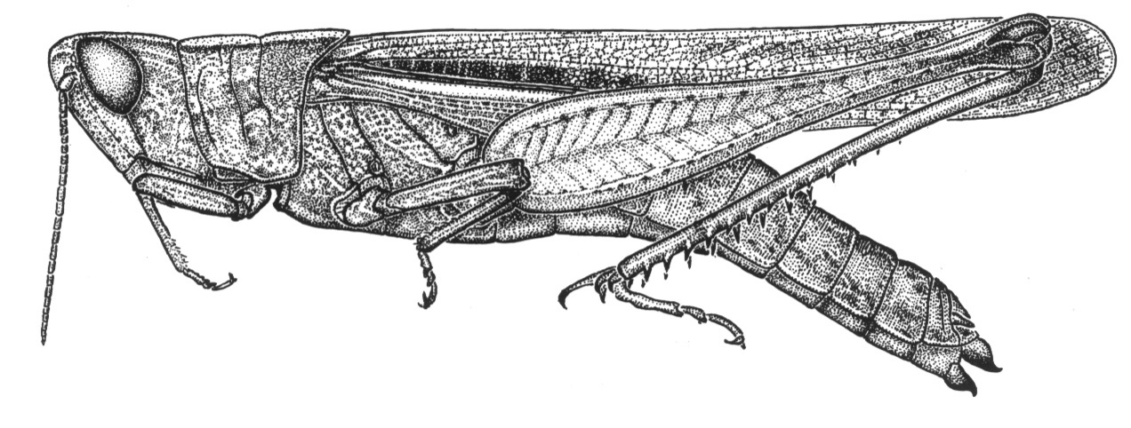 Cauratettix gracilis Roberts, 1937: Fig. 55 (after holotype). female habitus. (Otu).