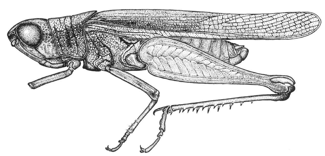 Alota boliviana Bruner, 1913: Fig. 48 (after holotype). male habitus. (Otu).