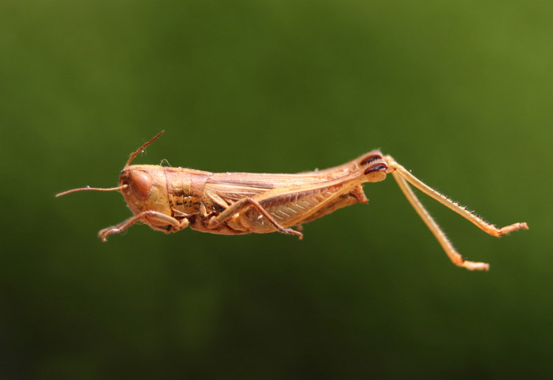 Borellia alejomesai Carbonell, 1995: female. (Otu).