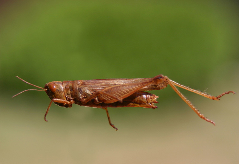 Borellia carinata Rehn, 1906: female. (Otu).