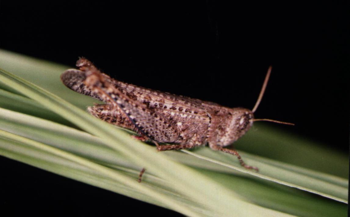 Parapellopedon instabilis (Rehn, 1906): male. (Otu).