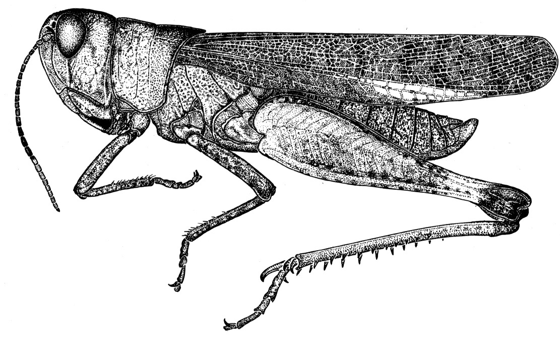 Parapellopedon uniformis (Rehn, 1906): Fig. 60. male habitus (specimen from Brasil, Mato Grosso, Chapada dos Guimaraes). (Otu).