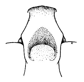 Rhammatocerus alticola (Hebard, 1923): Pl. 13, Fig. 3 (after type). male, vertex, dorsal view. (Otu).