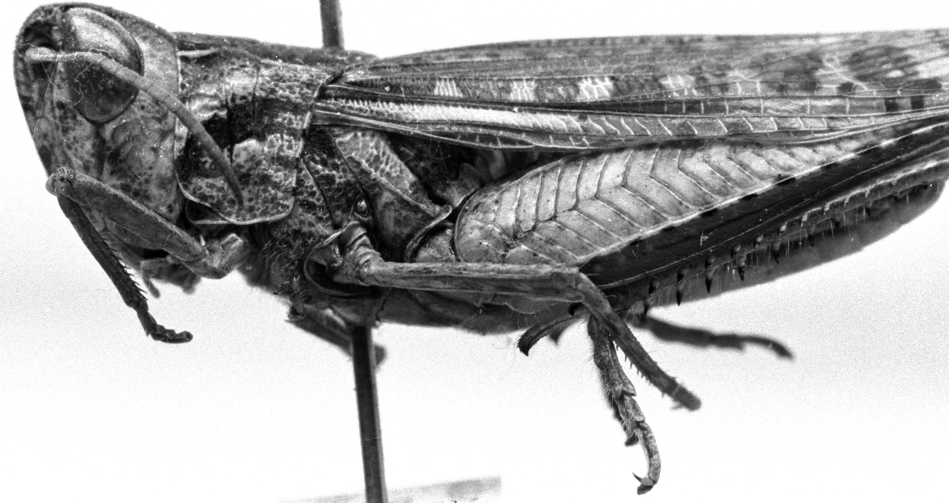 Rhammatocerus brasiliensis (Bruner, 1904): Image Carbonell, C.S. male, lateral view (possibly paralectotype). (Otu).
