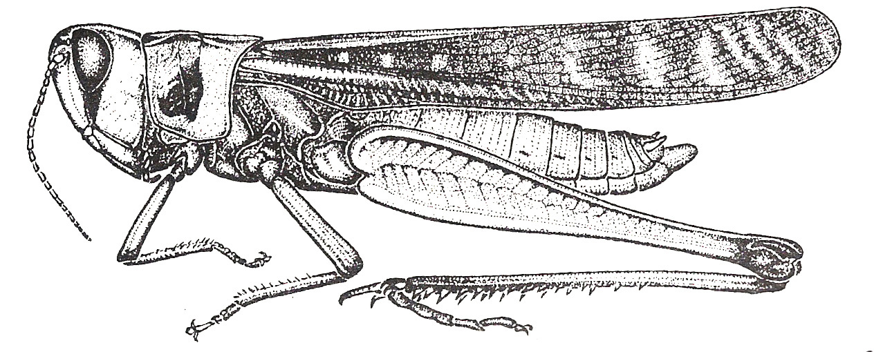 Rhammatocerus palustris Carbonell, 1988: Fig. 2. Male, habitus. (Otu).
