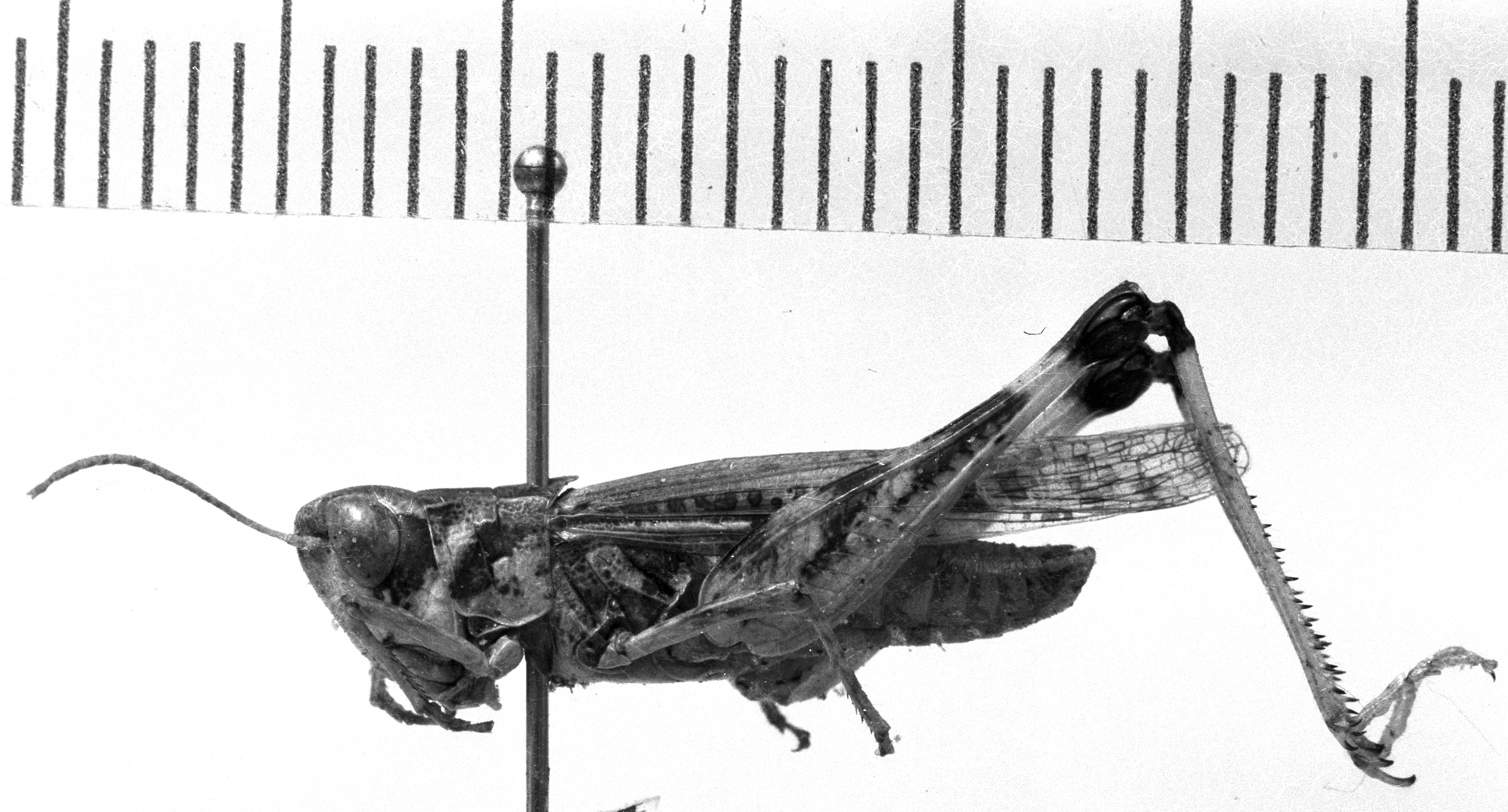 CollectionObject 1530396; 00555480-955f-49a3-a153-6d4ac09cb888: Image Carbonell, C.S. male, lateral view (syntype). (CollectionObject).