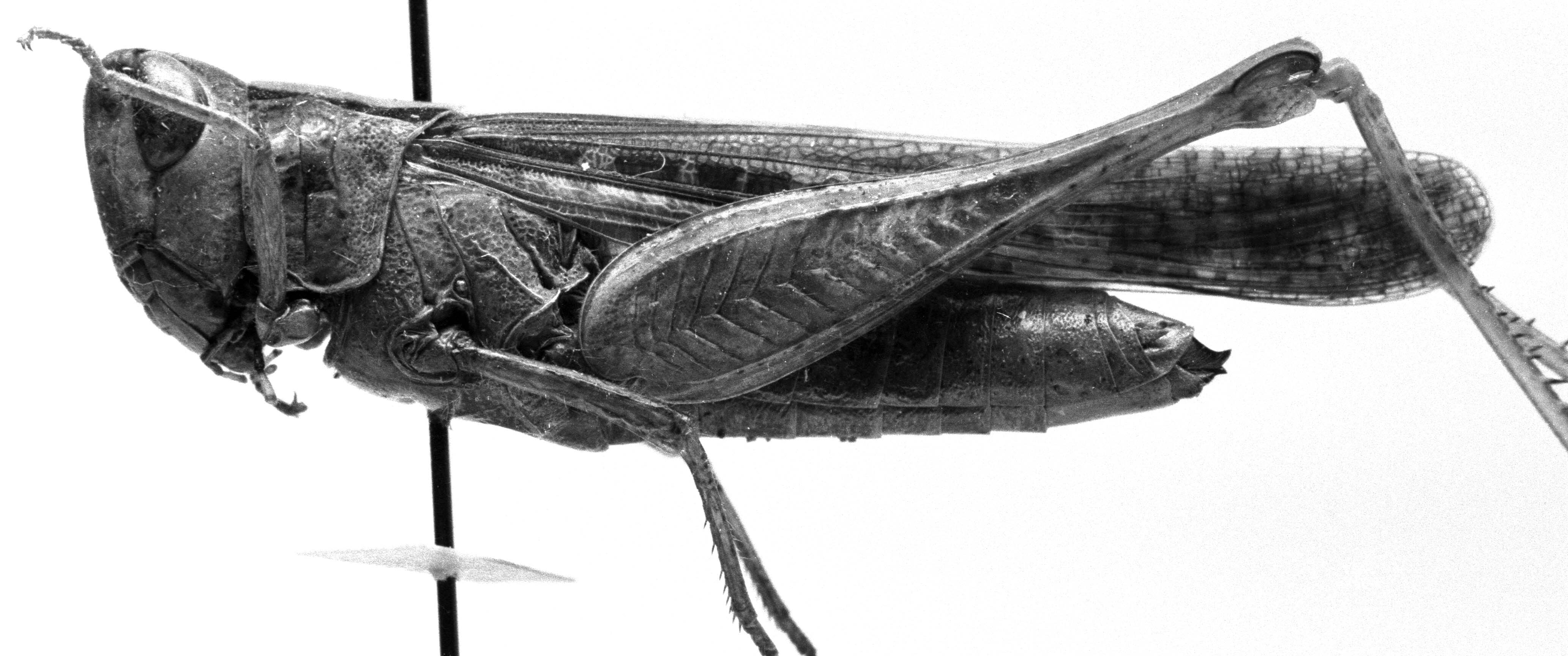 CollectionObject 1521531; f72d608b-4491-4204-aab9-96bbff7850a7: Image Carbonell, C.S. female, lateral view (syntype or paralectotype). (CollectionObject).