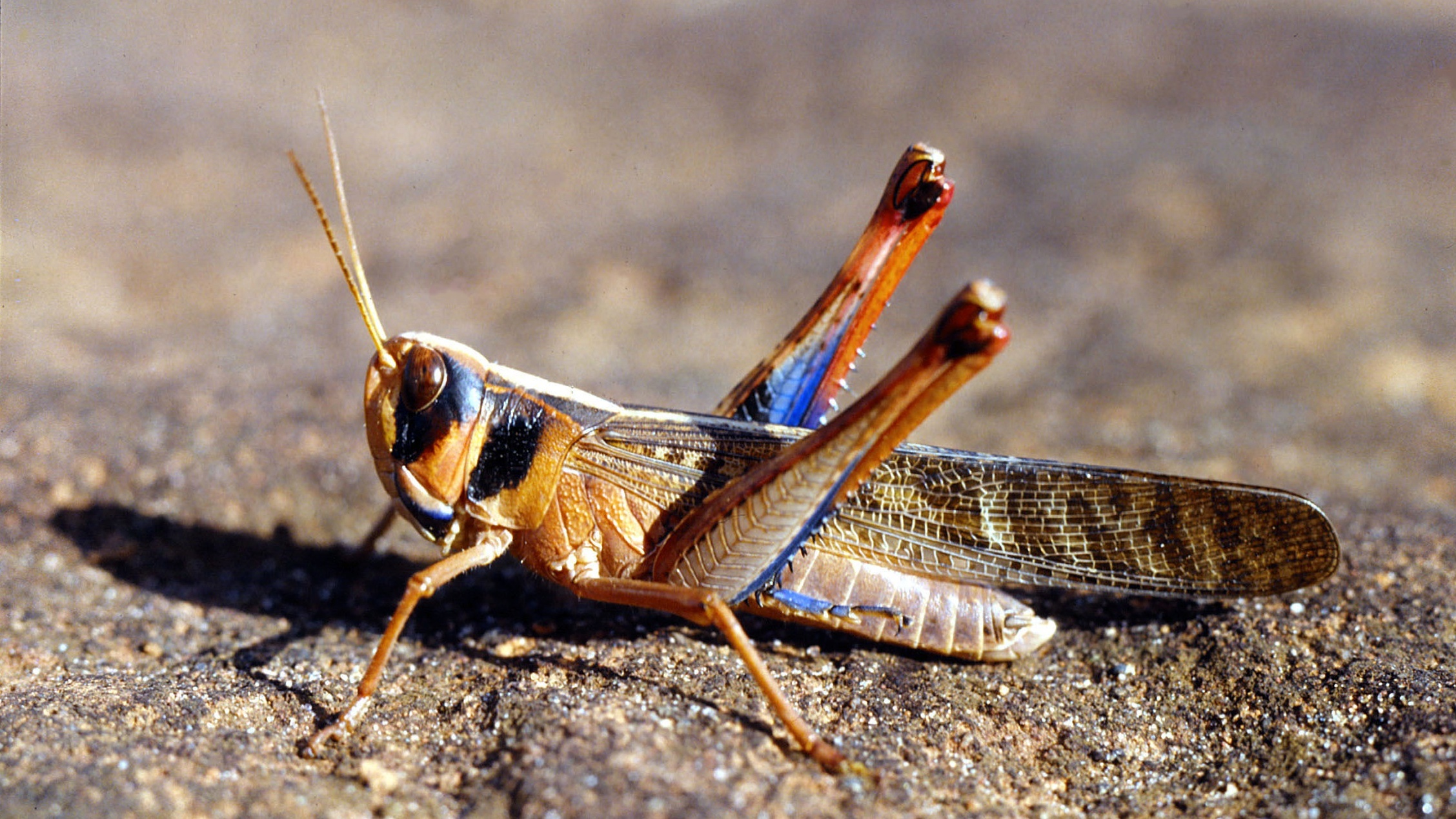 Rhammatocerus schistocercoides (Rehn, 1906): male (Alcomat, Mato Grosso, Brazil 1993). (Otu).