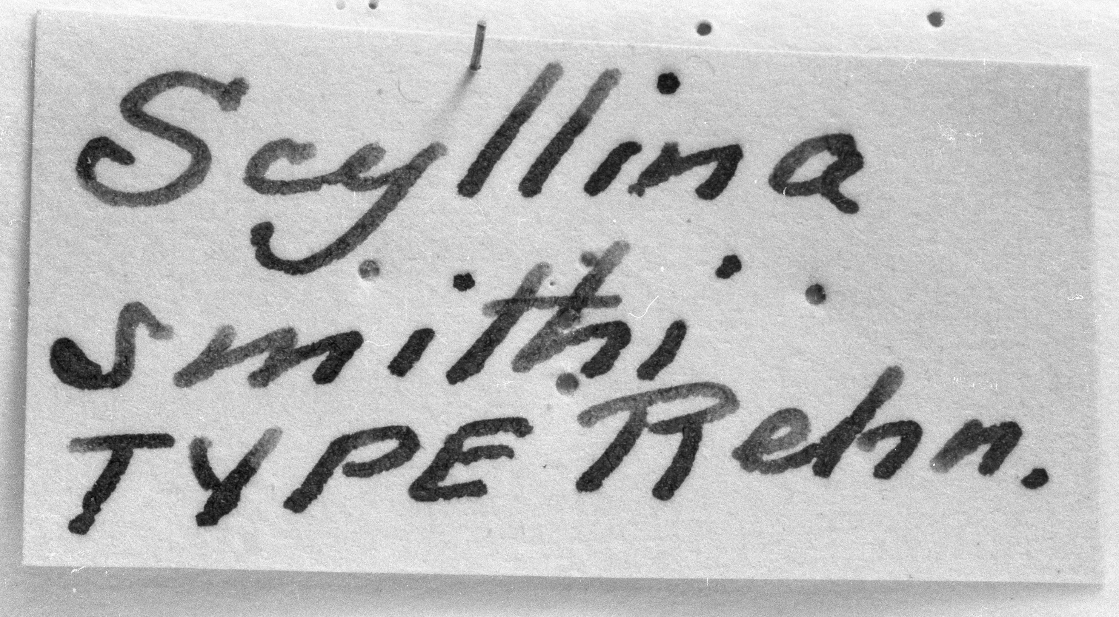 CollectionObject 1533640; 85123369-8a2e-49f8-a461-beba85cd087a: Image Carbonell, C.S. label (syntype of Scyllina smithi). (CollectionObject).