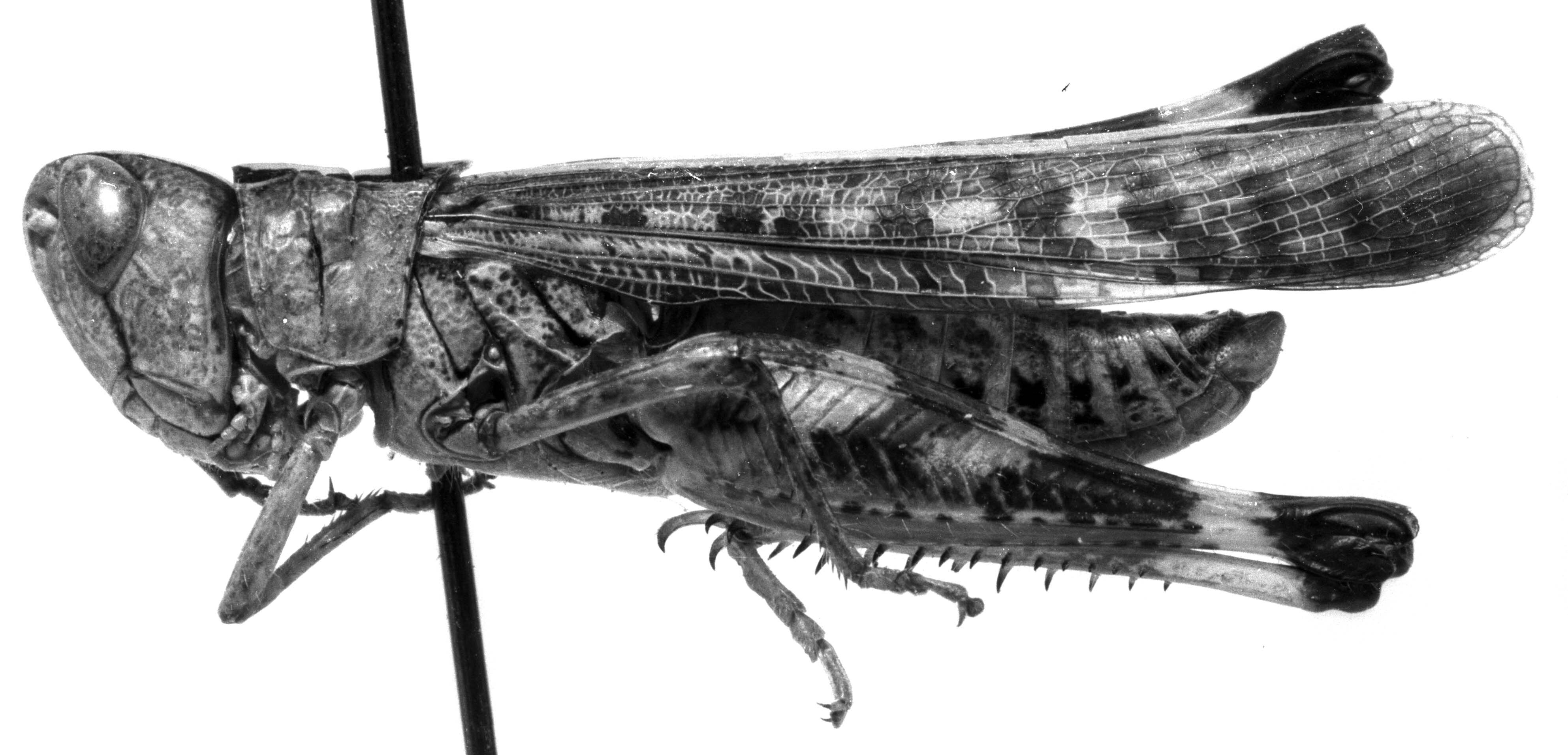 CollectionObject 1533856; 86988fdf-4f69-4ea4-baa7-85a0650a0b69: Image Carbonell, C.S. male, lateral view (syntype). (CollectionObject).