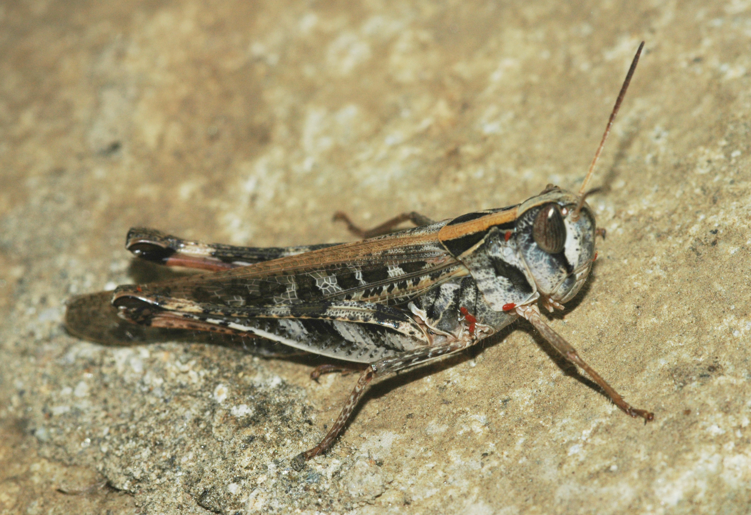 Rhammatocerus viatorius viatorius (Saussure, 1861): female. (Otu).