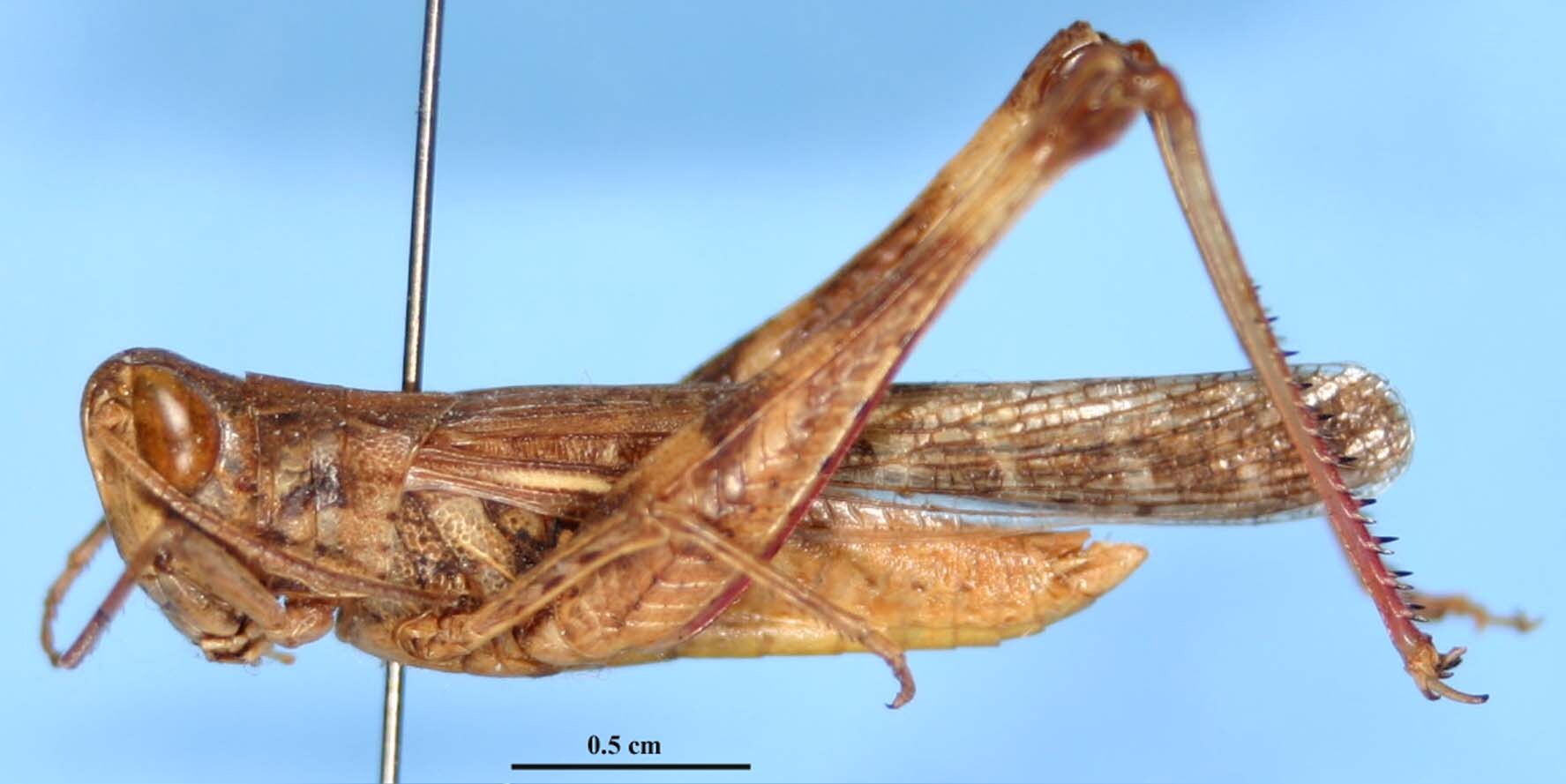 Rhammatocerus pseudocyanipes Pujol-Luz, 1997: female, lateral view (paratype). (Otu).