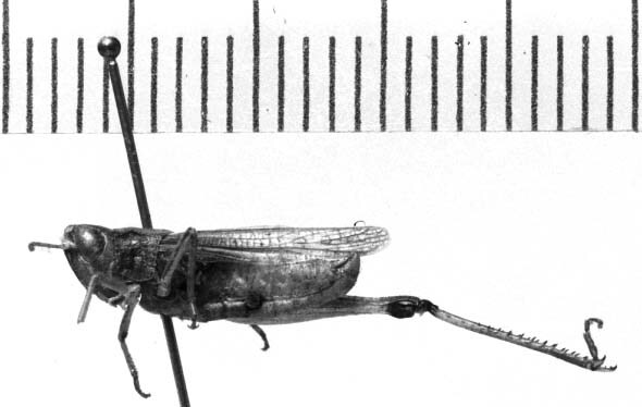 Scyllinula humilis (Blanchard, 1851): Image Carbonell, C.S. male, lateral view. (Otu).