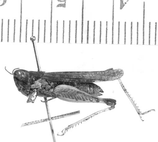 CollectionObject 1525009; 09f5e23a-eeaa-4024-be4c-f21597c04894: female, lateral view (holotype). (CollectionObject).