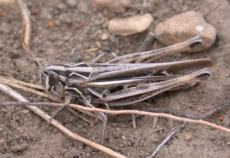 Scyllinula signatipennis (Blanchard, 1851): female. (Otu).