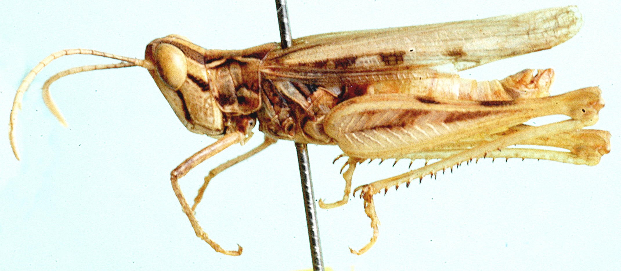 Karruhippus albicornis Brown, 1989: male, lateral view. (Otu).