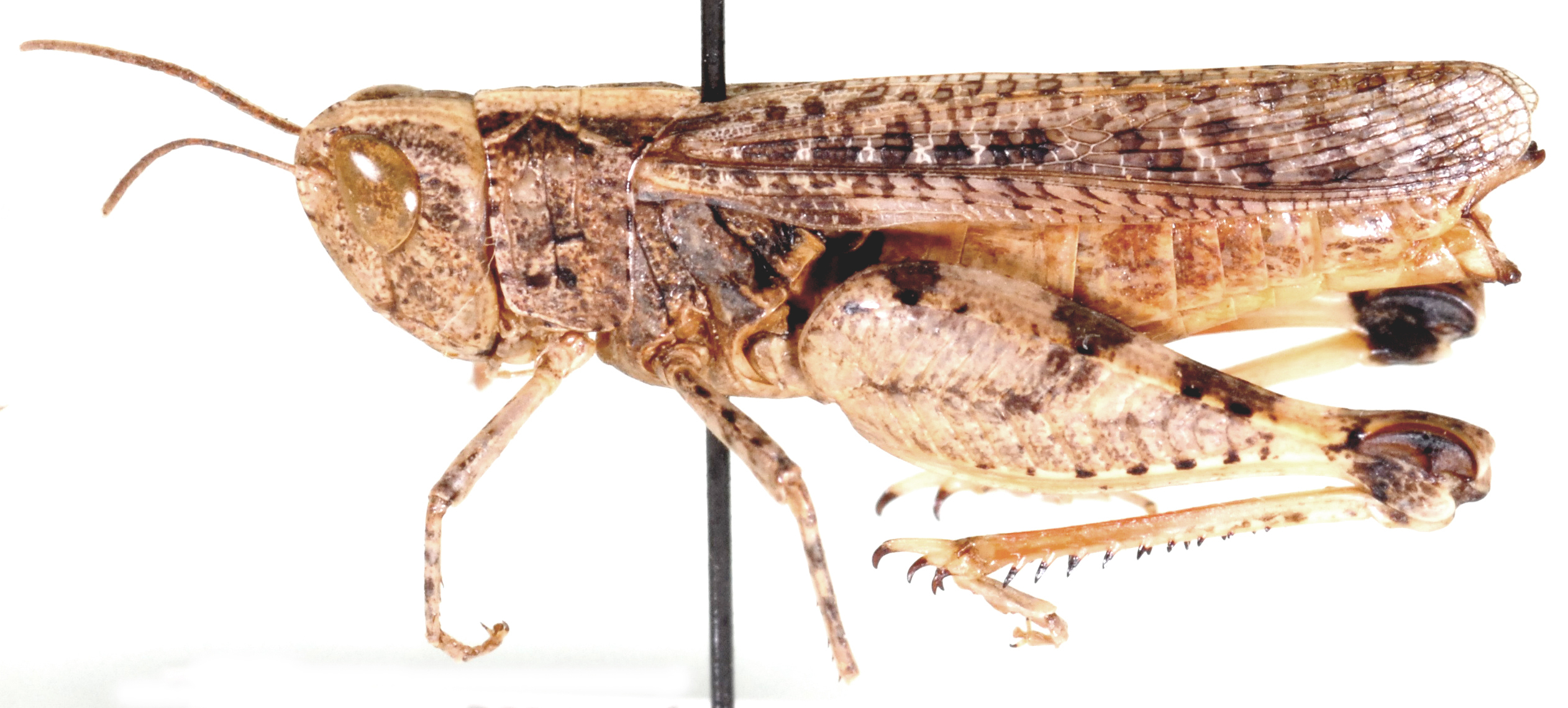 Dnopherula crassipes (Uvarov, 1921): female, lateral view. (Otu).