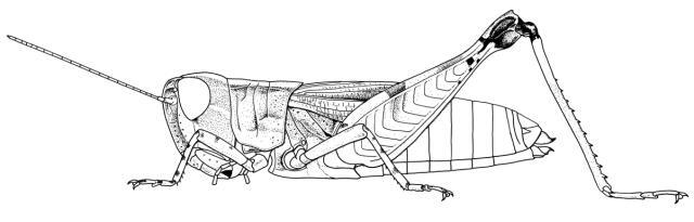 Dnopherula descampsi Hollis, 1966: Page 283, Figure 1. female habitus. (Otu).