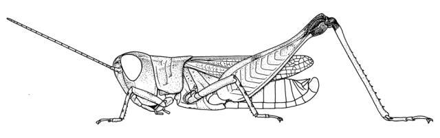 Dnopherula dubia Hollis, 1966: Page 283, Figure 2. male habitus. (Otu).