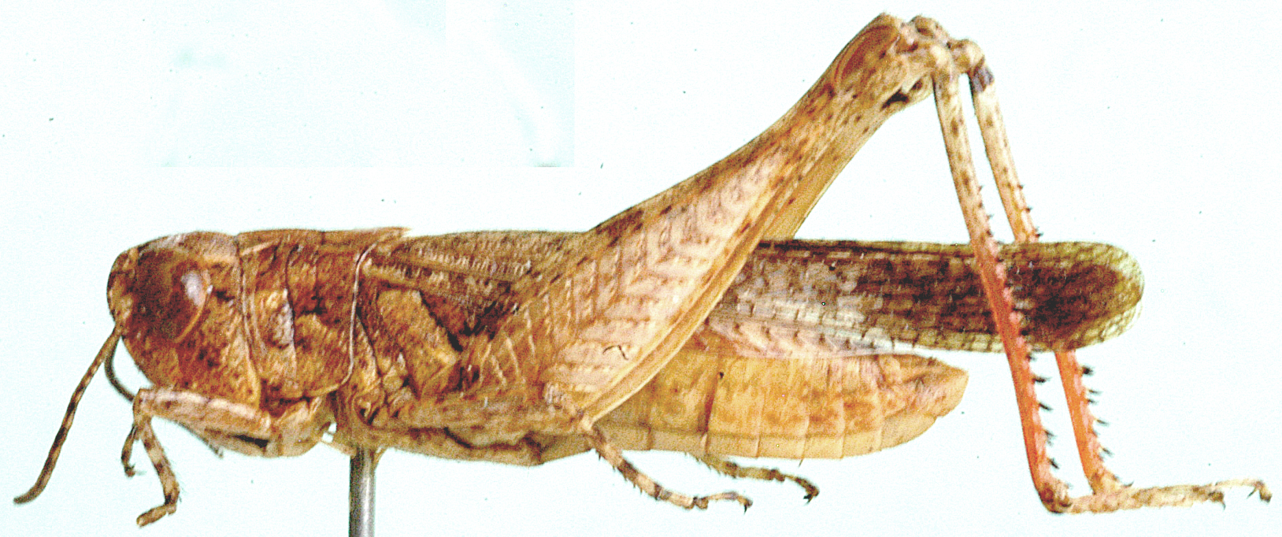 Dnopherula callosa Karsch, 1896: male, lateral view. (Otu).
