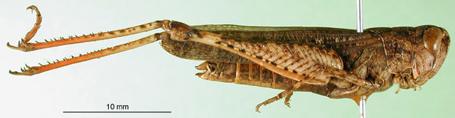 CollectionObject 1500280; 87ac3e35-37f2-4ce9-919d-4834848a4ff2: female, lateral view (syntype of Aulacobothrus brazzavillei). (CollectionObject).