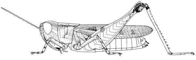 Dnopherula phippsi (Llorente del Moral, 1963): Page 285, Figure 1. female habitus. (Otu).
