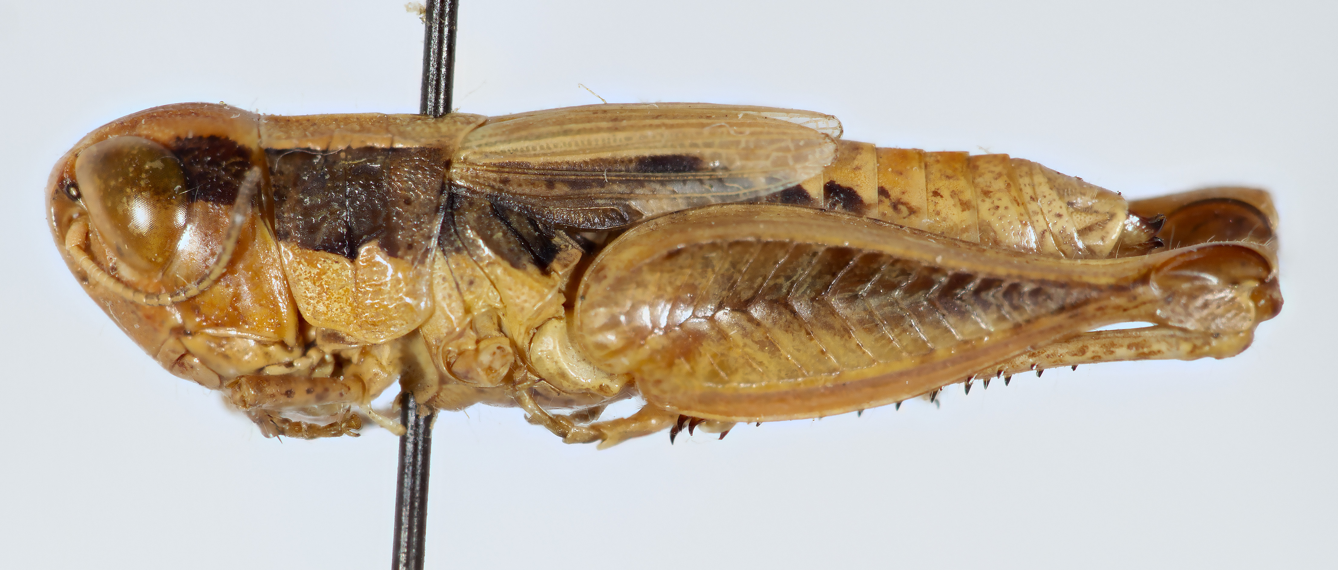 CollectionObject 1519697; 82685eca-72e0-499c-9757-ea18456710e7: female, lateral view (holotype). (CollectionObject).
