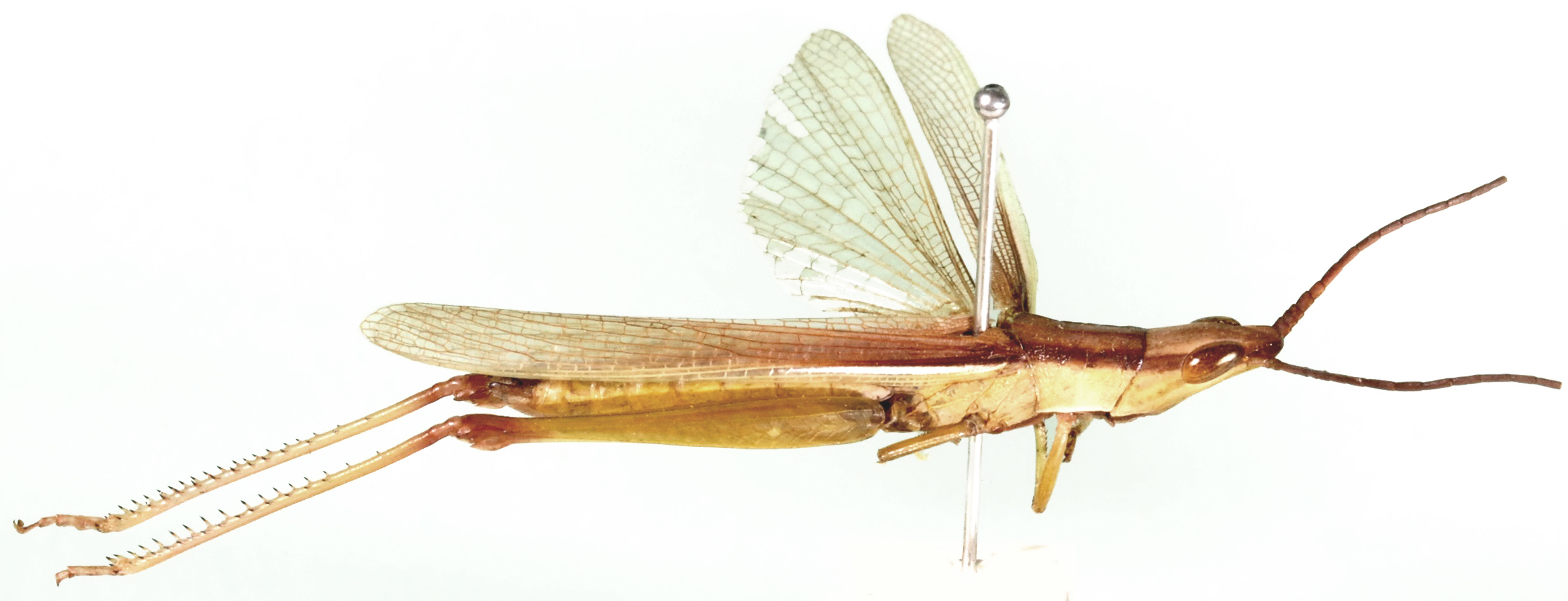 Gonista chinensis Willemse, 1932: lateral view. (Otu).