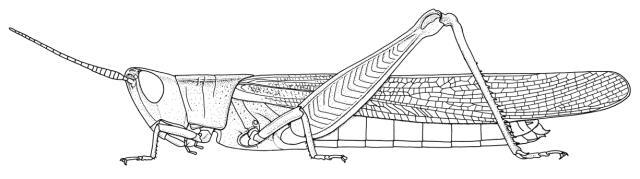 Ochrilidia geniculata (Bolívar, 1913): Page 267, Figure 1. female habitus. (Otu).
