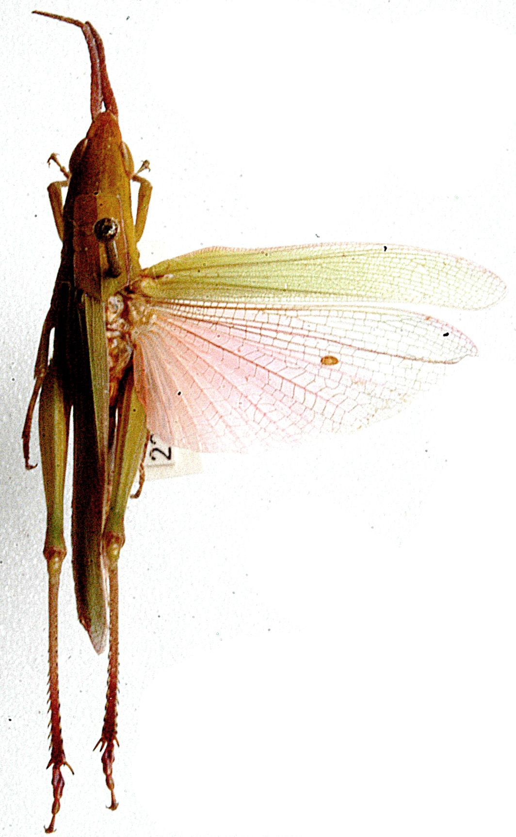 Anablepia angolensis (Ramme, 1929): dorsal view. (Otu).