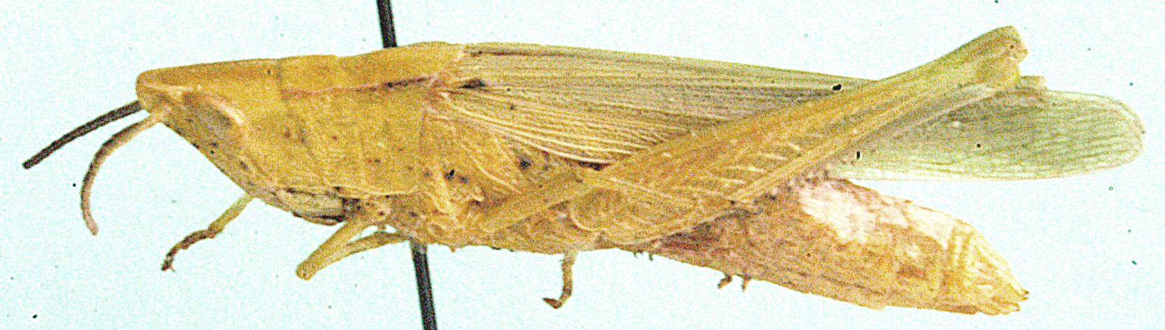 Anablepia angusta Uvarov, 1953: female, lateral view. (Otu).